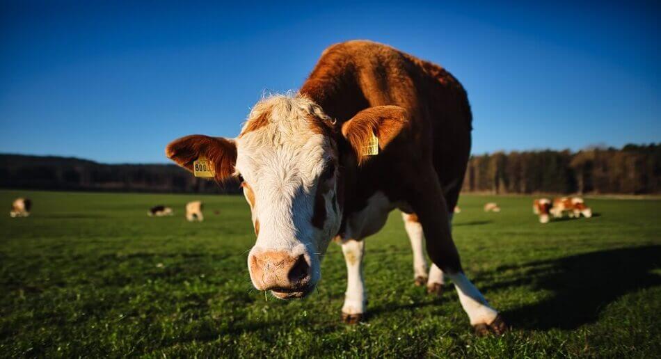 Mots à ajouter à mon texte: Boeuf, Viandes, Cuisines, Quercy, Oignons, Dégustation, Cuit, Produits du terroir, Saveurs