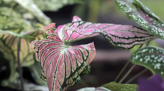 composition florale de caladium