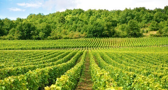 Comment devenir eonologue et participer à la vie du terroir ? 